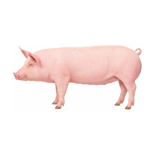 80% Reservation ang Kinahanglan Para Ma-ihaw ang Baboy